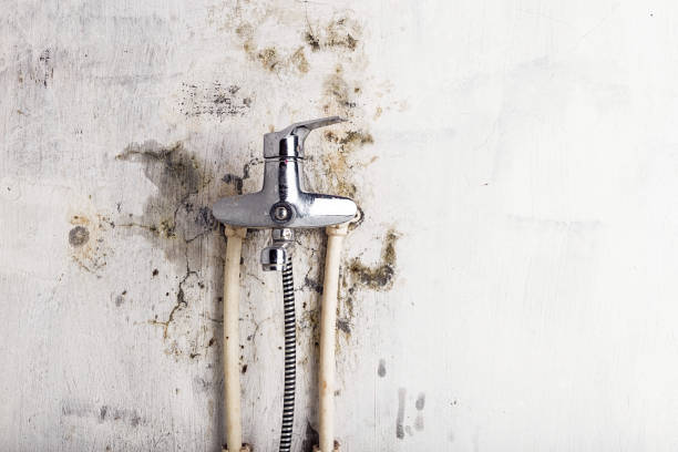 Best Home Mold Removal  in Italy, TX