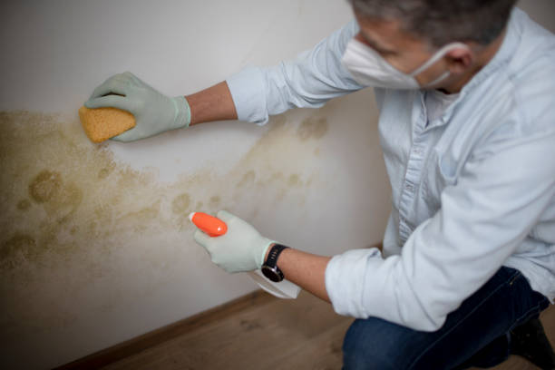 Trusted Italy, TX Mold Removal Experts