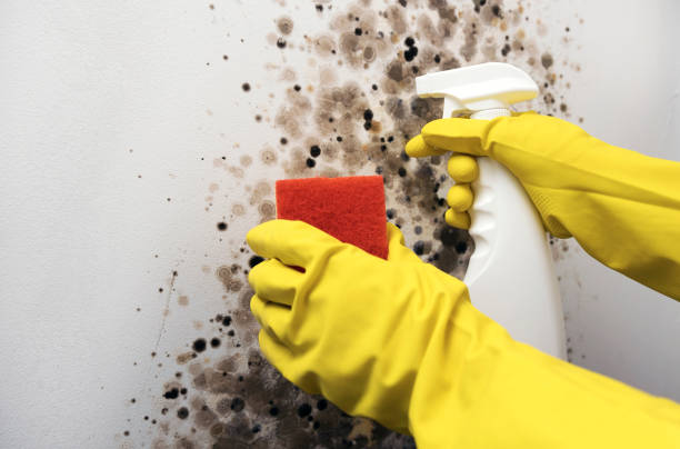 Attic Mold Removal in Italy, TX
